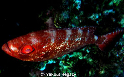 Blacktip grouper-40 cm-depth4-160m by Yakout Hegazy 